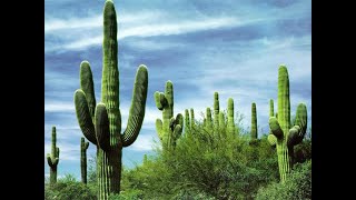 Cactus52 - The Cactus Experiment -  11 out of 16  - Star-crossed lovers