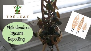 Repotting my Philodendron Micans | TreLeaf Trellis