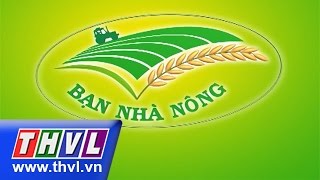 THVL | Bạn nhà nông: Chăm sóc vườn cây ăn trái giai đoạn xử lý ra hoa nghịch vụ