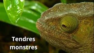 Tendres monstres - reptiles \u0026 amphibiens de Madagascar - fous d'animaux