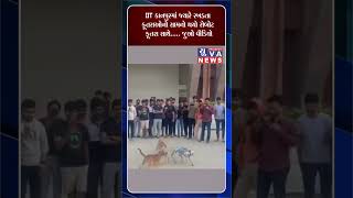 IIT કાનપુરમાં જ્યારે રખડતા કૂતરાઓનો સામનો થયો રોબોટ કૂતરા સાથે..... જુઓ વીડિયો