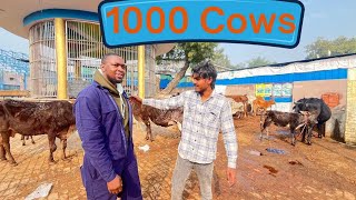 INDIAN FARMER'S MASSIVE 1000 COW DAIRY OPERATION REVEALED? (Raw Video 📹)