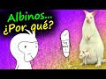 ¿Por qué EXISTEN los ALBINOS? - Albinismo, melanismo y leucismo explicado por primates