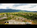 Most Beautiful Rice Field Views in Tambunan, Sabah (Malaysia) - [4K]