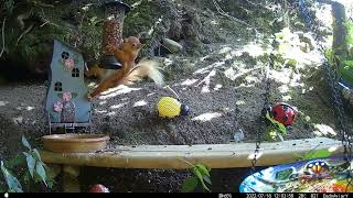 Dads Aviary: 6-318 - Red Squirrel Surfs Building