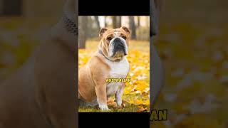 8 jenis anjing Bulldog yang memukau #pengetahuan #hewan #shorts