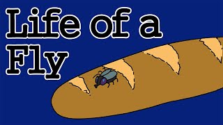 [Jjaltoon Premium] Life of a Fly