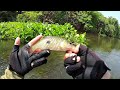 stream fishing ตกปลากระสูบน้ำไหลคลองมวกเหล็ก abu garcia max stx abu garcia morrum area marter 2 6lb