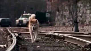 HACHIKO BİR KÖPEĞİN HİKAYESİ  Richard Gere TÜRKÇE DUBLAJ