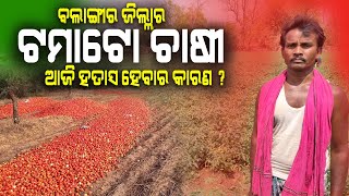 ଟମାଟୋ ଚାଷ କରି ଚାଷୀ ଆଜି ହେଉଛନ୍ତି ହନ୍ତସନ୍ତ || Farmers are facing problem in tomato farming in Odisha.