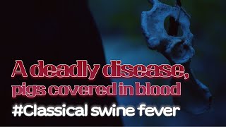 #2 A deadly disease, pigs covered in blood | Classical swine fever | VAC과사전