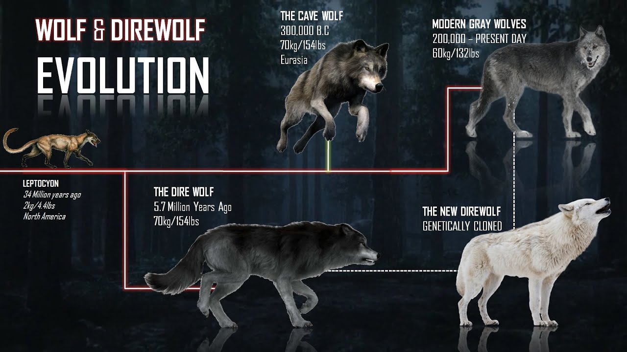 Evolution Timeline Of Wolves And The Direwolf Youtube
