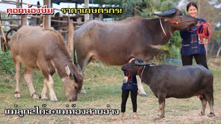 (20/3/66)แบ่งปันควายงามแม่ลูกเมีย2ได้3+แม่ท้องช้างอุดรสายอ่าง คอกน้องบีม☎️082-679-1523