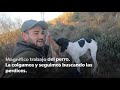 Caza menor con Pointer | Liebres y perdices duras en reforestación, esta vez ganaron ellas.