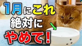 【完全版】冬に絶対やってはいけない猫の危険なお世話7選