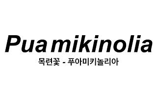 Pua mikinolia  목련꽃 - 푸아미키놀리아 #카페에서듣는음악