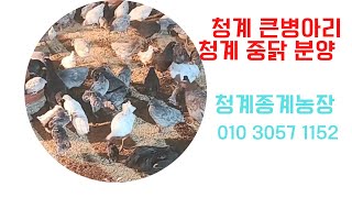 청계 큰병아리\u0026 중닭 분양, 청계 종계농장, 2025, 2,19,