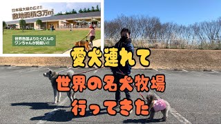 ドッグラン　秋田犬とトイプードル連れて世界の名犬牧場に行ってきたよ