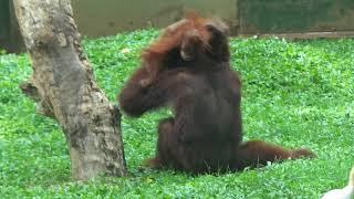 Orangutan family at the Dehiwala Zoological Gardens