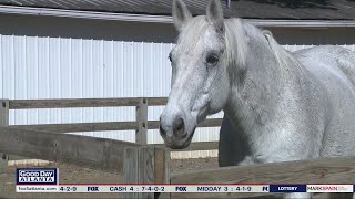 Helping sex trafficking survivors through horse therapy | FOX 5 News