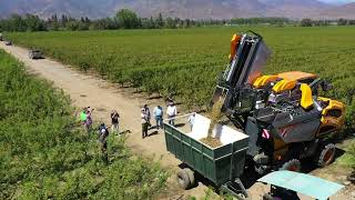 Cosecha de Almendros en Seto 2024 | Chile