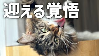 猫を迎えた時の３つの覚悟について【飼う前の心構え】