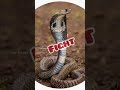 animal series part 1 knowledge facts education educationalvideo animals forest snake