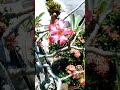 Bunga Kamboja Jepang || Adenium obesum #shorts