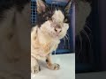 Mama #catlover #kucing #kucinglucu #funny #cat #youtubevideos1978791672