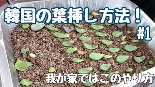 [韓国多肉植物]韓国で育てる私たちの葉挿し方法！元気に育てていきたいならこの方法がおススメです＃１