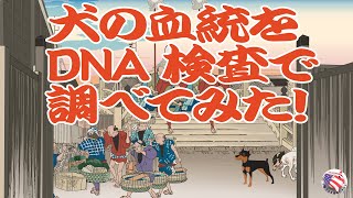 【犬のDNA検査】思ってもいない、血筋が入っていた！