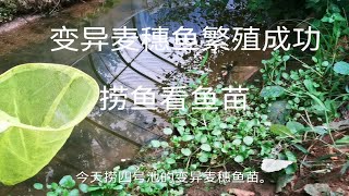 变异麦穗鱼繁殖成功捞鱼看鱼苗