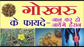 Gokhru ke Fayde | गोखरू के फायदे | Gokhru Health Benefits