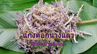 หาแกงดอกนางแลวในสวน ผักพื้นบ้านล้านนา มีกินปีละครั้ง #thaifood