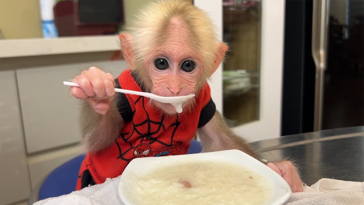 Monkey BiBi Wakes Up Brushing His Teeth To Help Dad Cook Porridge - YouTube