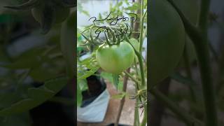 ടെറസ്സിലെ കുഞ്ഞു പച്ചക്കറി തോട്ടം🍅🍆🫑#gardening#shortsfeed#vegetablegarden#shorts