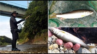 天然遡上の鮎が釣れた！！柳瀬川の初夏の味覚を天婦羅でいただきます