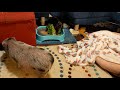 Sweet Piggy Purdy Episode 22 - The Daily Rind