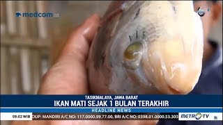 Bakteri Misterius Di Tasikmalaya : Ikan-Ikan Mati Mendadak