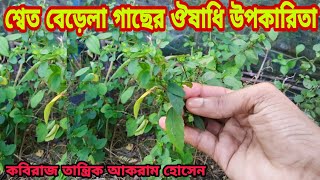 Benefits of White Grown Trees ll শ্বেত বেড়েলা গাছের উপকারিতা ll কবিরাজ তান্ত্রিক আকরাম হোসেন