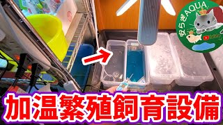 メダカ針子稚魚室内繁殖加温飼育エアレーション設備を公開❗【一般家庭版】植物育成LEDライトは光量抜群！塩ビパイプ設置！安らぎAQUAちゃんねる