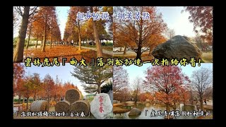 超夯祕境•網美景點 雲林虎尾『兩大』落羽松祕境一次拍給你看「落羽松堀頭28秘境-富士春」、「虎尾青埔落羽松秘境」2021.01.31