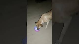 #DAY12 feeding street dog | please support us 😭❤️ #dog #shortsvideo