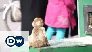 Saving Morocco's macaques | Global Ideas