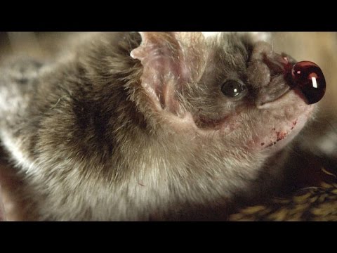 Can a bat eat a mouse?