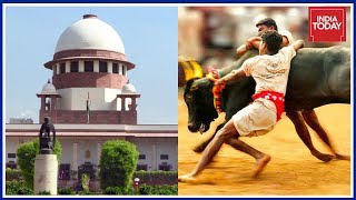 Jallikattu Case Back In Supreme Court