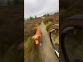 nearly touching traildog mtb dog mountainbike outdoors