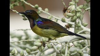 Browned-throated Sunbird : นกกินปลีคอสีน้ำตาล