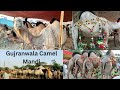 Gujranwala Camel Mandi | Camel price in Pakistan 2023 !