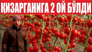 Пахтачини Помидорчи қилмокчи бўлган деҳқондан келган видео (Tomato Betis F1-Sakata)